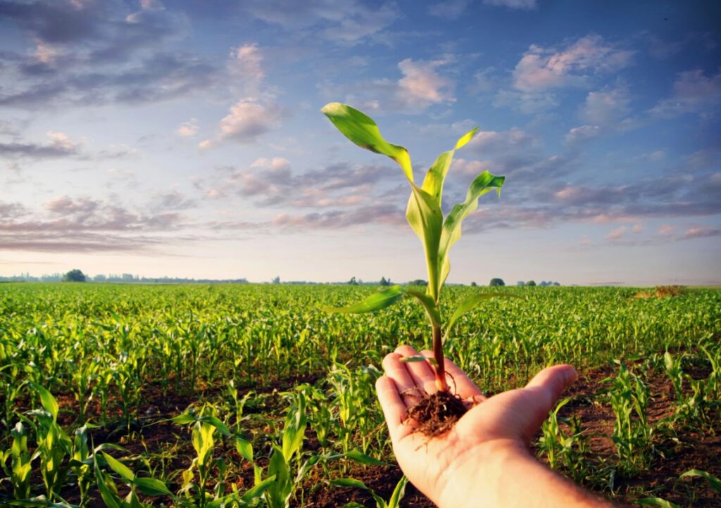 Микроудобрения и их роль в органическом земледелии.