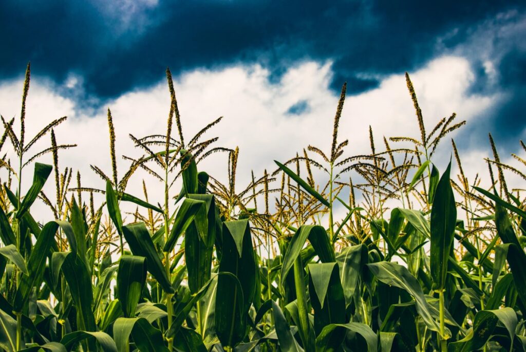 Моноаммонийфосфат - особенности использования в различных климатических условиях.