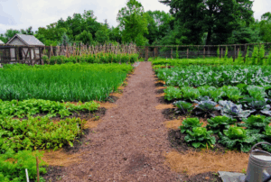 Навоз как источник питательных веществ для почвы - плюсы и минусы Навоз как источник питательных веществ для почвы - плюсы и минусы