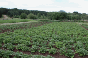 Навоз как источник питательных веществ для почвы - плюсы и минусы Навоз как источник питательных веществ для почвы - плюсы и минусы