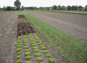 Навоз как источник питательных веществ для почвы - плюсы и минусы Навоз как источник питательных веществ для почвы - плюсы и минусы