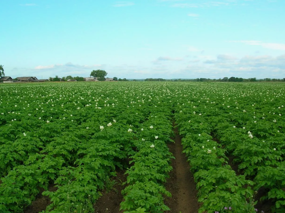 Навоз как источник питательных веществ для почвы - плюсы и минусы