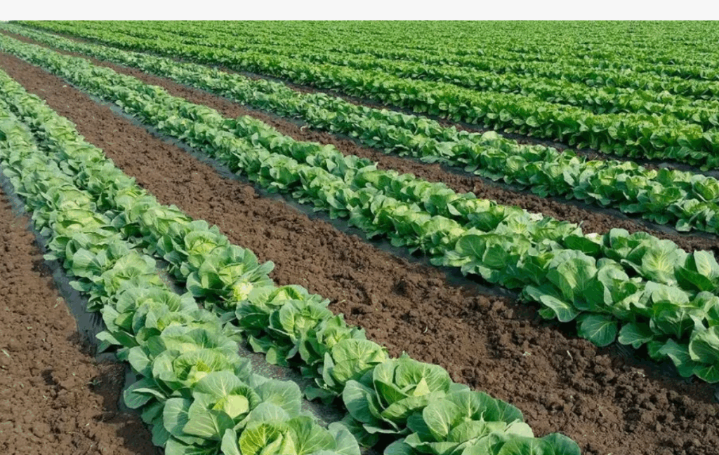 НПК удобрения - что нужно знать о соотношении азота, фосфора и калия