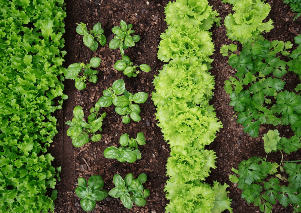 Органические удобрения - преимущества для здоровья растений и экологии