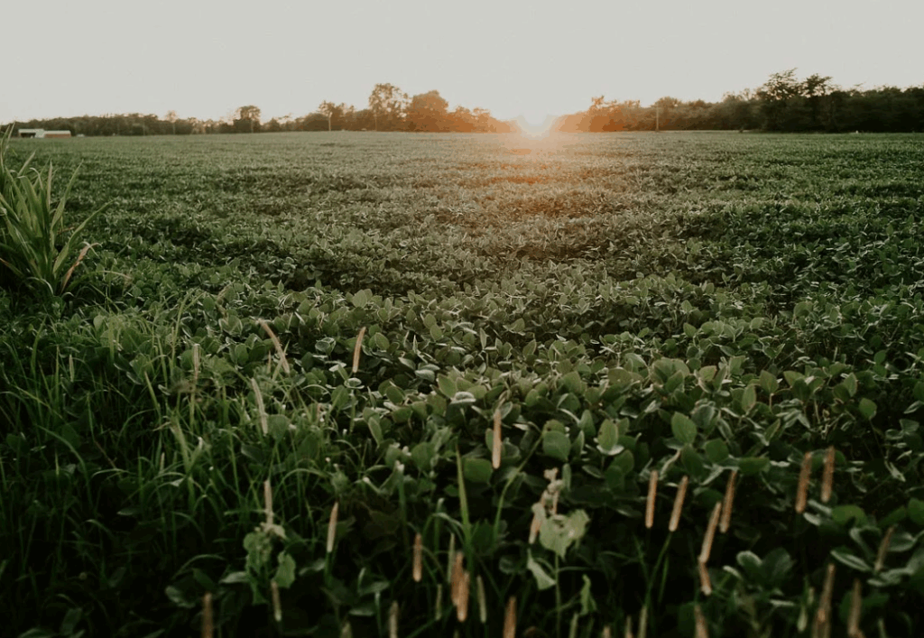 Органоминеральные и минеральные фосфорные удобрения — в чём разница