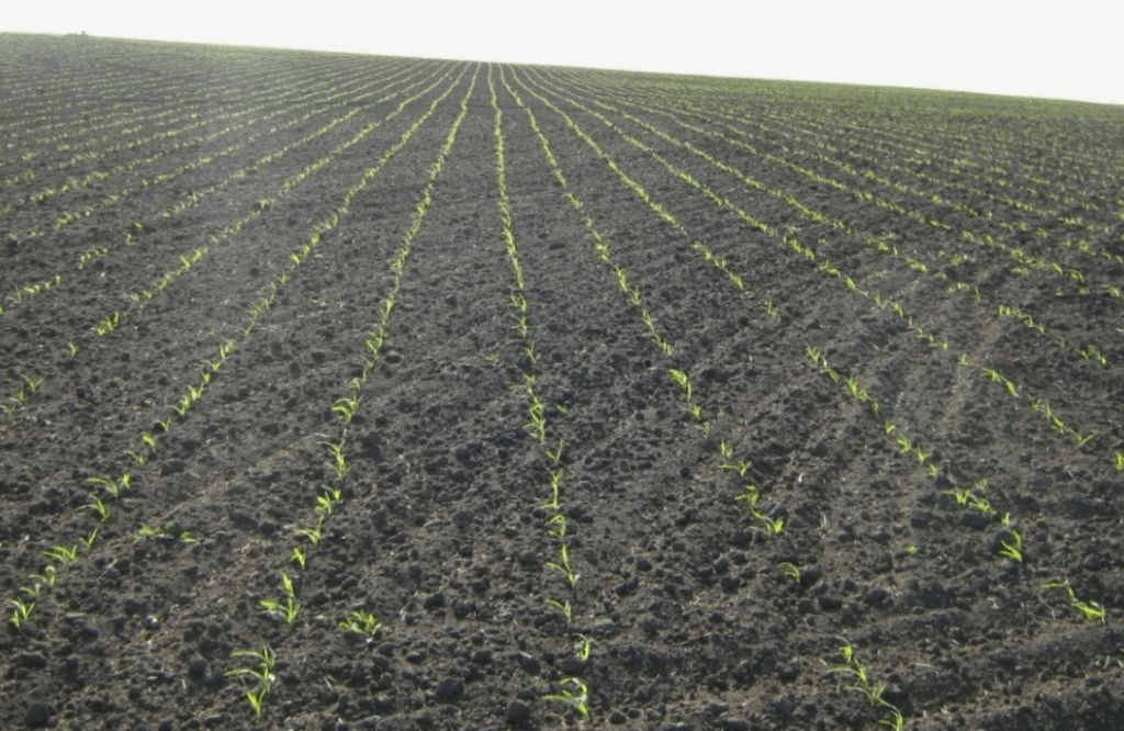 Ошибки при применении комплексных удобрений в разное время вегетации