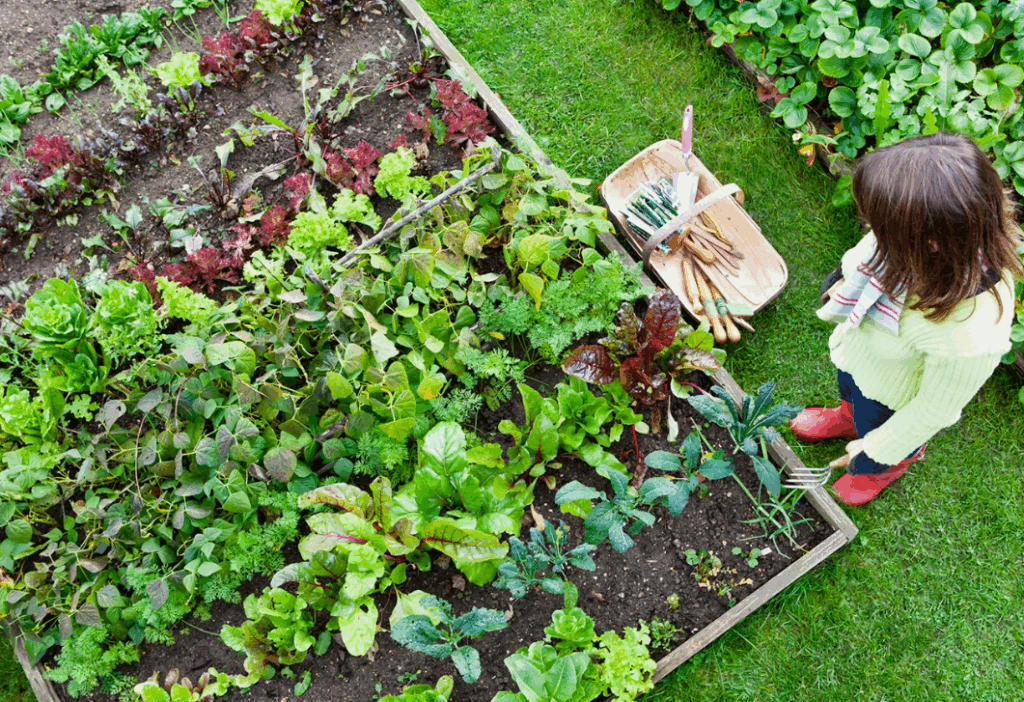 Почему коровий навоз считается одним из лучших удобрений для садоводов