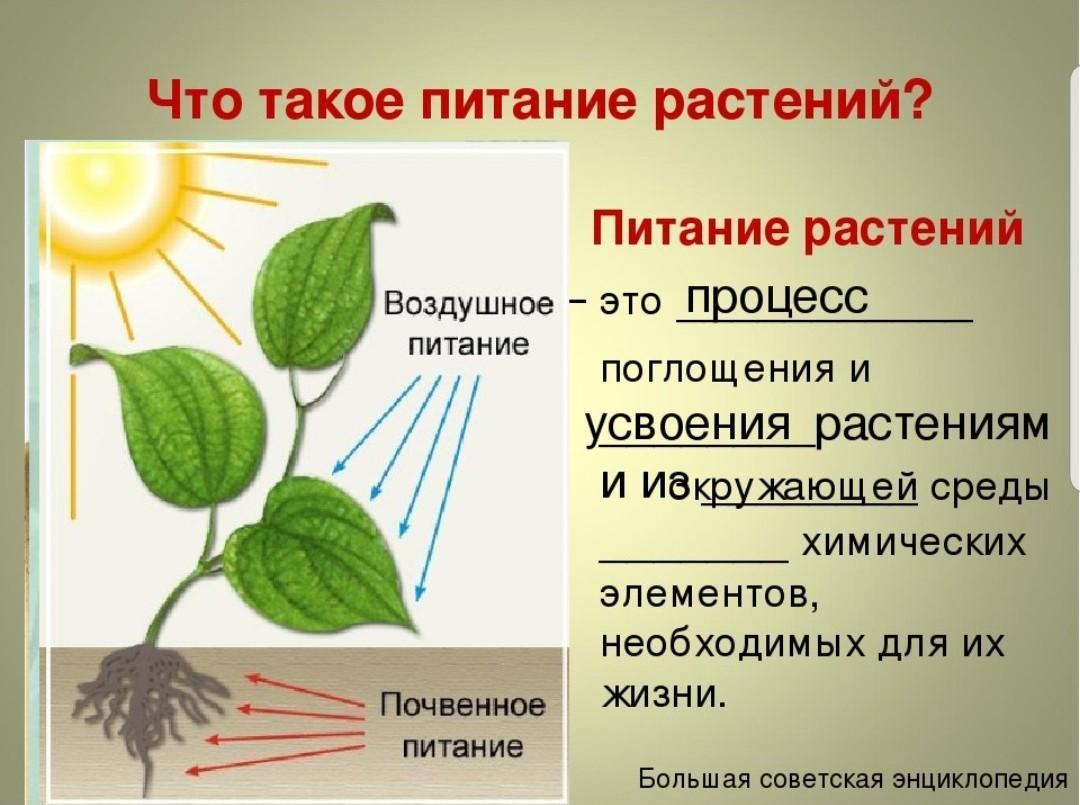 Почему микроудобрения так важны для сбалансированного питания растений?