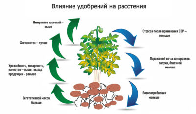 Почему сбалансированные смеси удобрений важны для поддержания здоровья почвы?