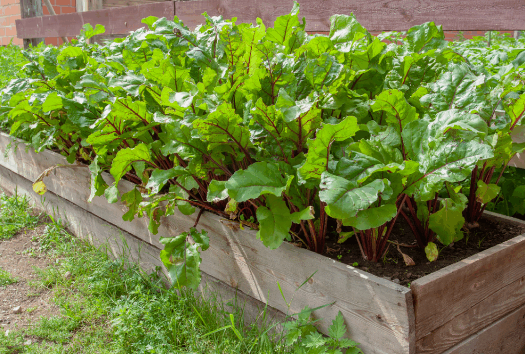 Почему торф так важен для выращивания растений в условиях кислых почв