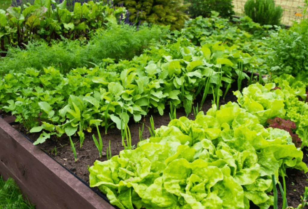 Польза и вред органических удобрений - стоит ли использовать их в агрономии