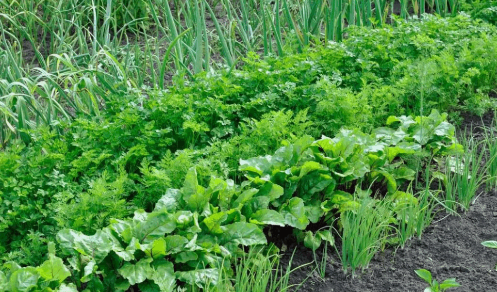 Преимущества и недостатки использования навоза в агрономии