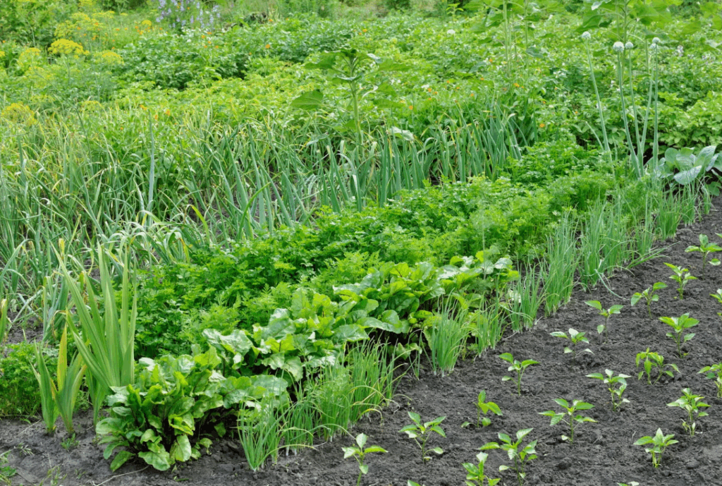 Преимущества и недостатки использования НПК удобрений в агрономии