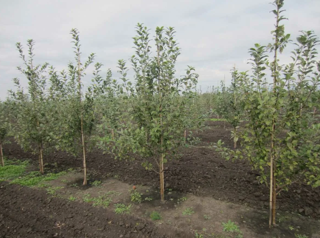 Преимущества использования магния для улучшения качества почвы