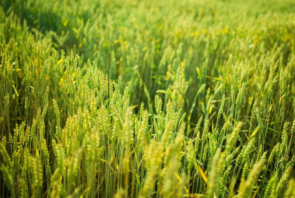 Преимущества использования моноаммонийфосфата в агрономии.