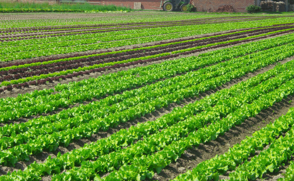 Преимущества использования монофосфата калия для повышения урожайности