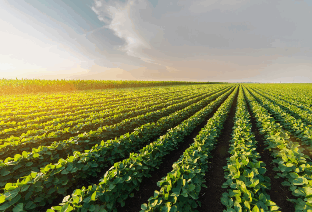 Преимущества использования водорастворимых удобрений в сельском хозяйстве