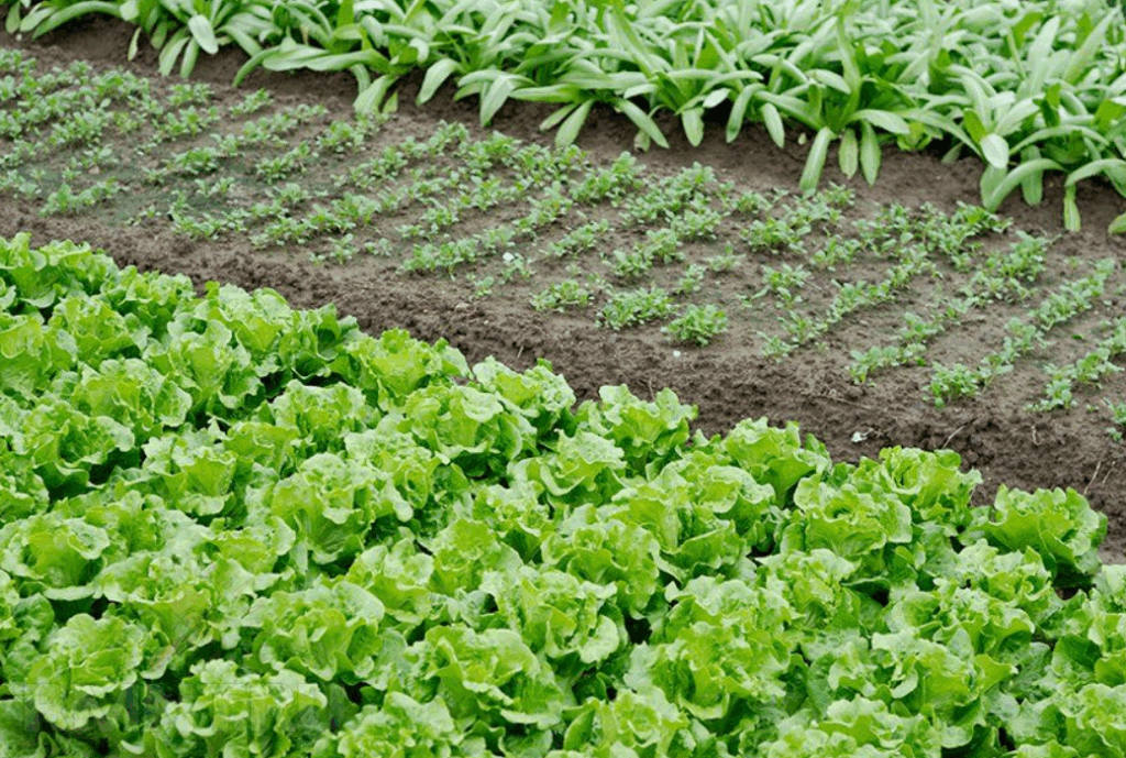 Преимущества внекорневого питания для быстрого роста и развития растений