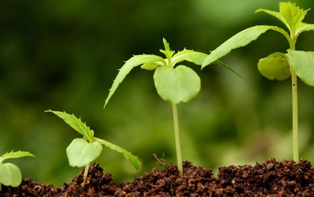 Птичий навоз - что это за удобрение и как его использовать в садоводстве