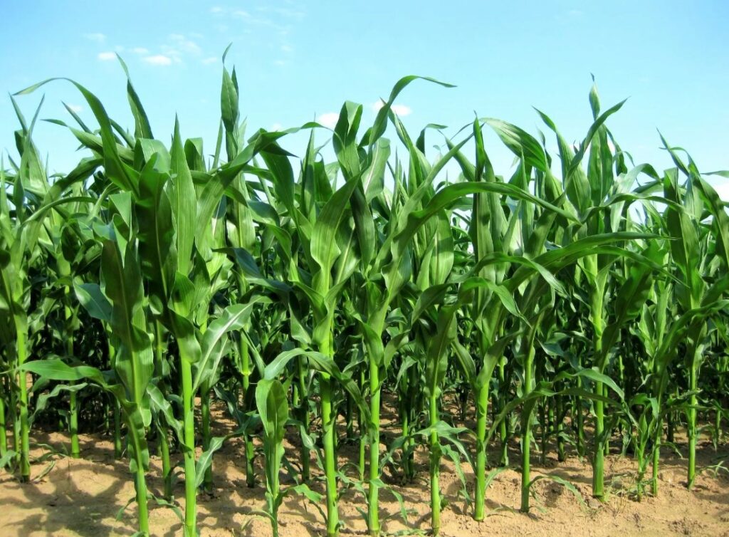 Птичий навоз - важные рекомендации по вносу в почву для максимальной эффективности.