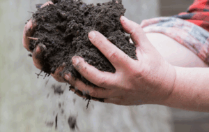 Птичий навоз - важные рекомендации по вносу в почву для максимальной эффективности Птичий навоз - важные рекомендации по вносу в почву для максимальной эффективности