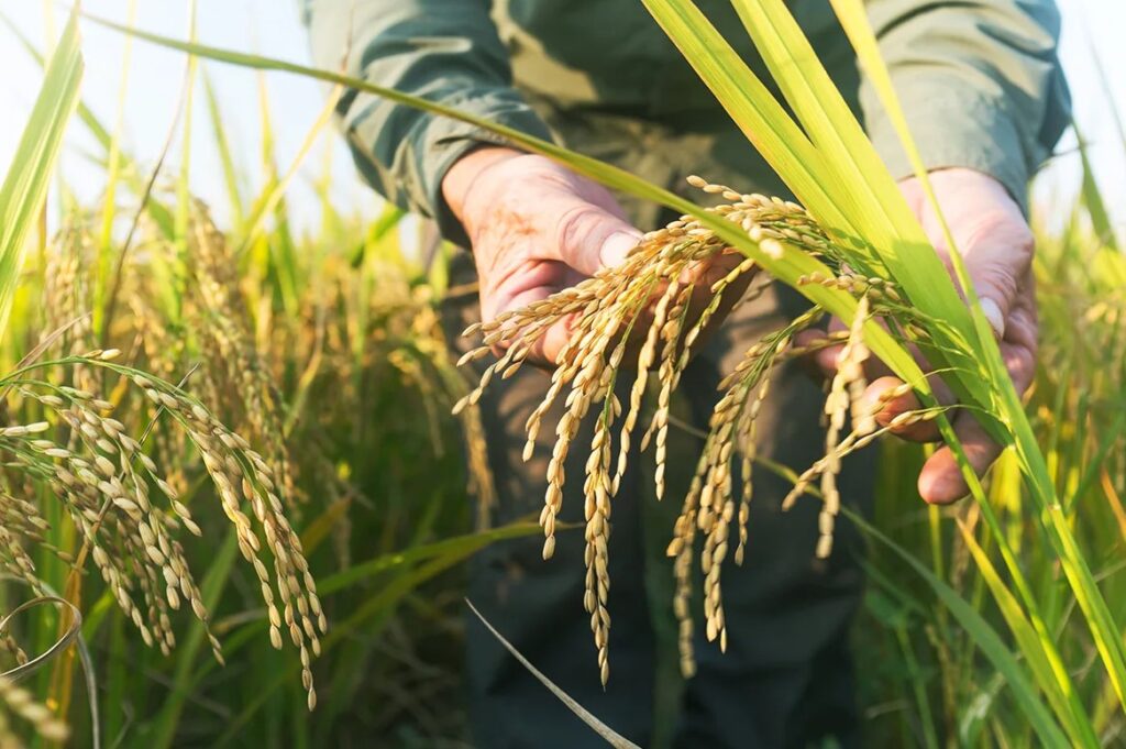 Рассмотрение истории появления калийной соли как удобрения, её роль в агрономии, развитие сельского хозяйства и её вклад в повышение урожайности и качества сельскохозяйственной продукции.