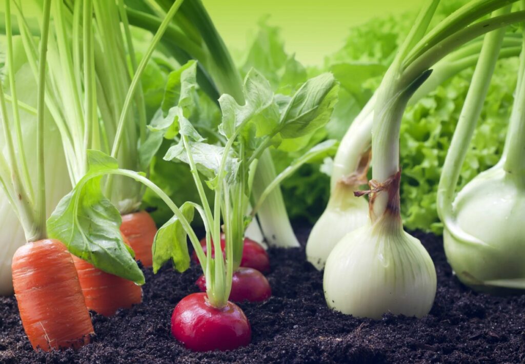 Рассмотрение истории появления калийных удобрений, их влияние на сельское хозяйство, развитие агрономии и повышение урожайности растений.