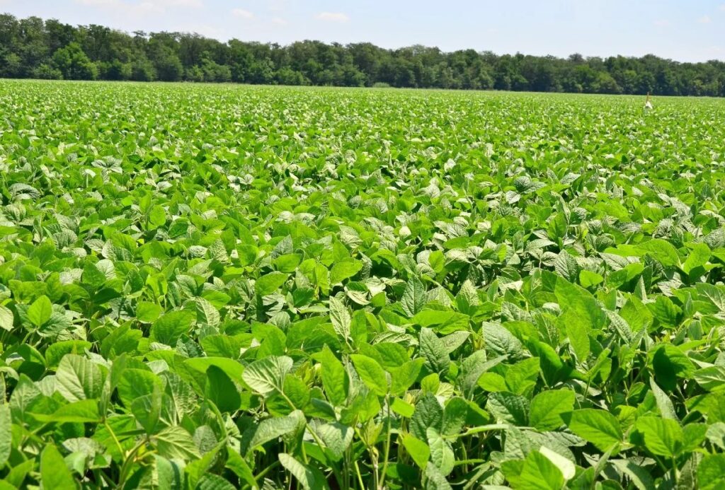 Рассмотрение плюсов и минусов калийной соли, её влияние на растения, почву и возможные последствия при неправильном применении.