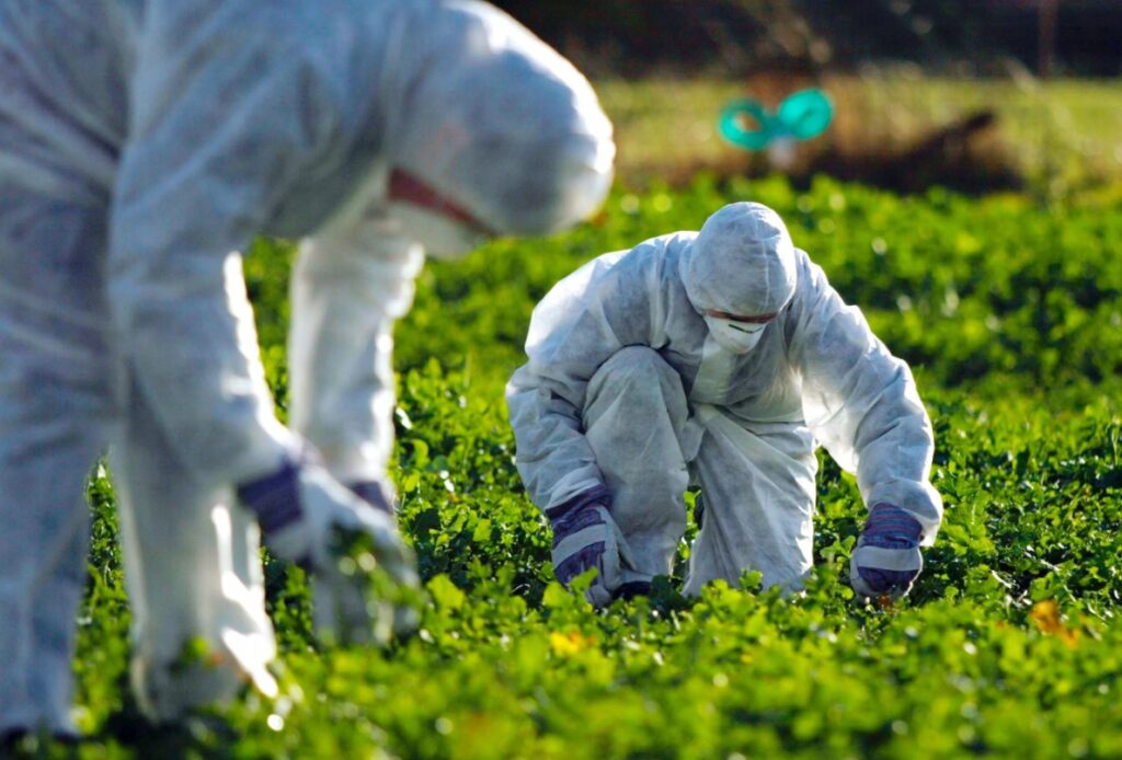 Рассмотрение плюсов и минусов сульфата калия, его влияние на растения, почву, а также возможные риски при его неправильном применении.