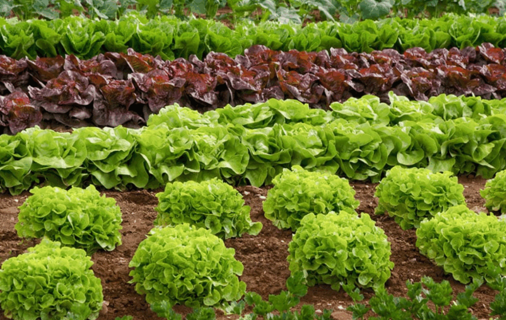 Рассмотрение того, как калийная селитра усиливает устойчивость растений к стрессовым условиям, таким как засуха, холод и болезни