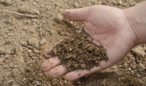 Разбор влияния калийной селитры на pH почвы и как избежать нежелательных последствий чрезмерного повышения кислотности