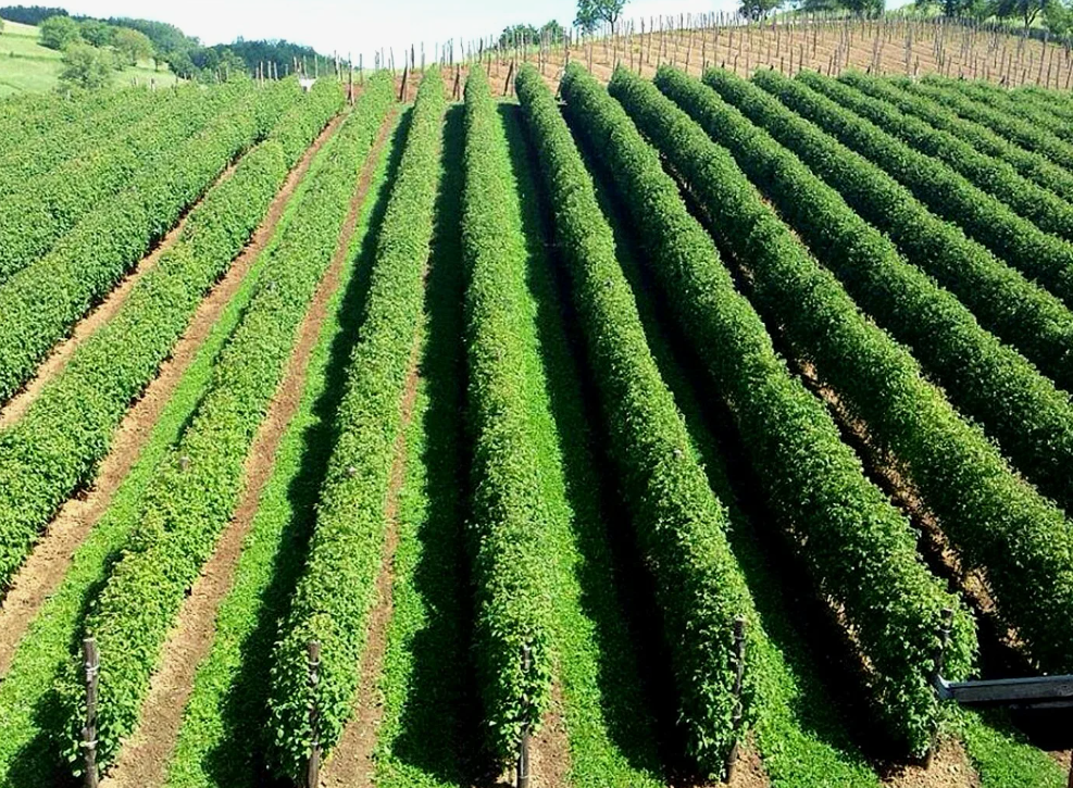 Роль водорастворимых удобрений в органическом земледелии