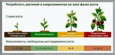 Роль железа как микроудобрения для правильного роста растений.