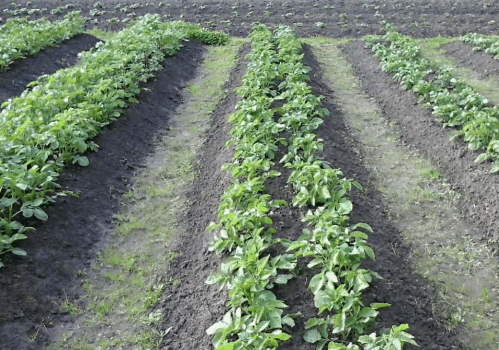 Рост, цветение и плодоношение - когда и какие удобрения вносить