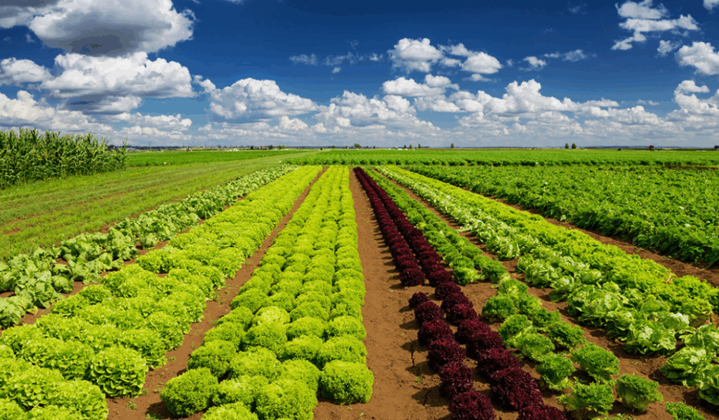 Схема применения комплексных удобрений от посева до сбора урожая