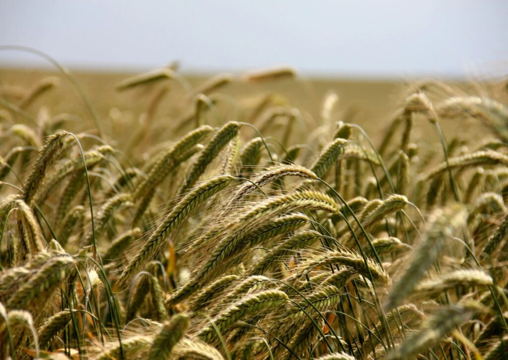 Советы по дозировке и способам внесения калийной селитры, рекомендации для различных культур и типов почвы для достижения максимальных результатов.