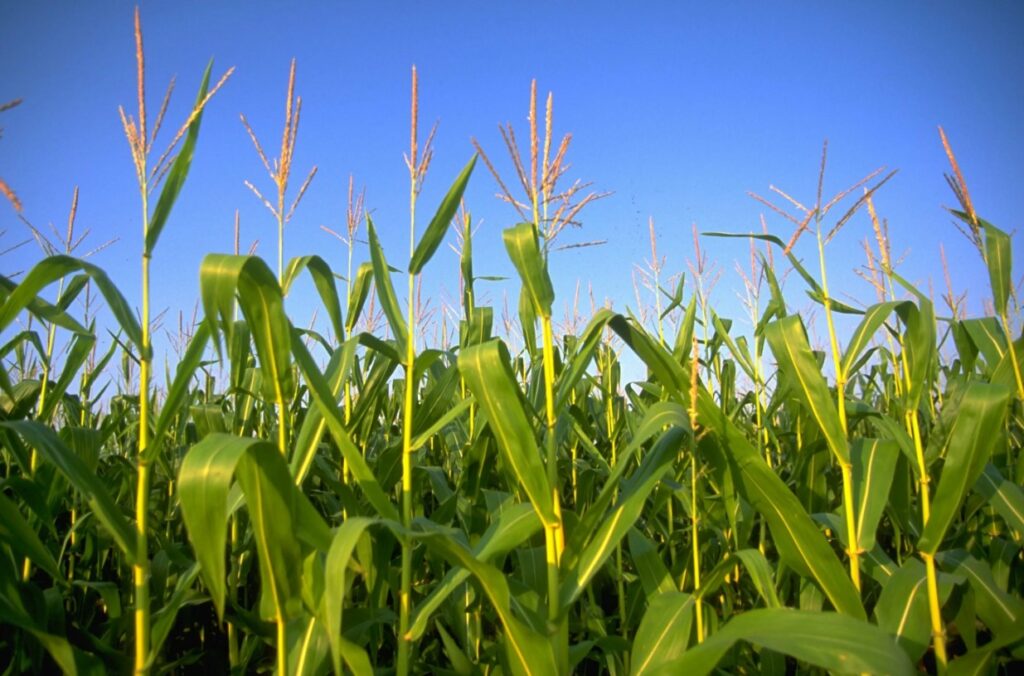 Советы по правильному дозированию сульфата калия для предотвращения его накопления в почве, что может привести к засолению и ухудшению состояния почвы.