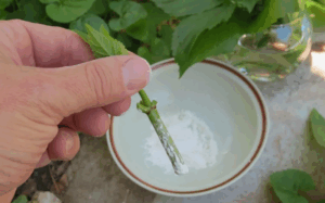 суперфосфат (Ca(H₂PO₄)₂) для корнеобразования и роста растений суперфосфат (Ca(H₂PO₄)₂) для корнеобразования и роста растений