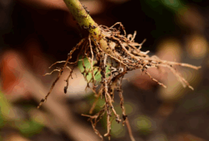 суперфосфат (Ca(H₂PO₄)₂) для корнеобразования и роста растений суперфосфат (Ca(H₂PO₄)₂) для корнеобразования и роста растений