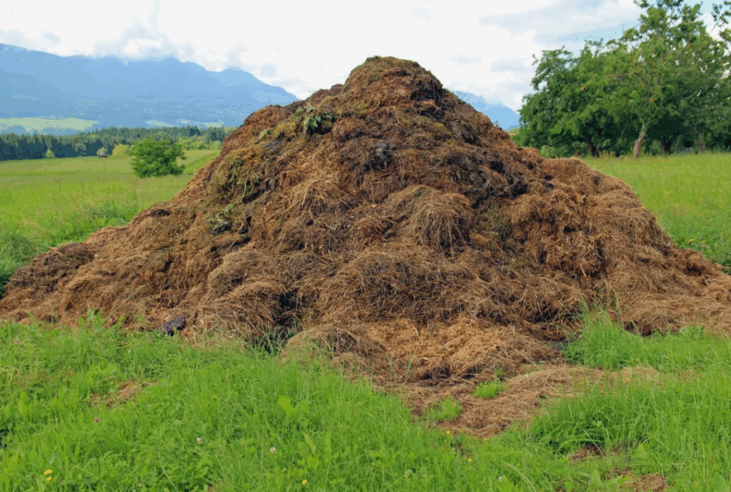 Свиной навоз - секреты применения для улучшения структуры и рыхлости почвы