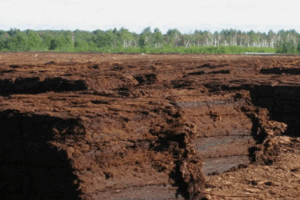 Торф и его роль в улучшении водоудерживающей способности почвы Торф и его роль в улучшении водоудерживающей способности почвы