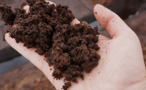 Торф - как избежать ошибок при его применении в агрономии