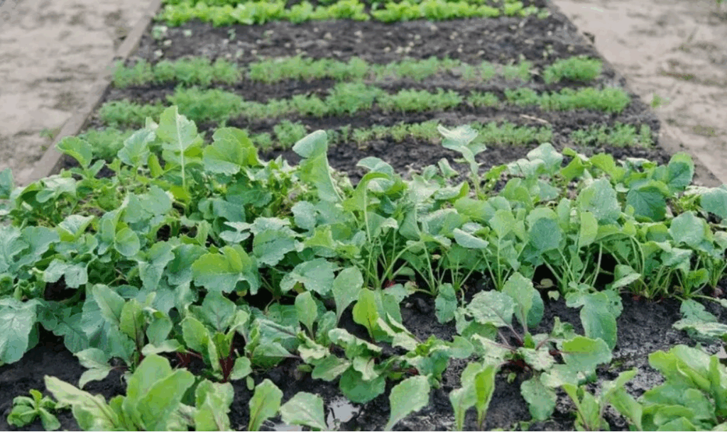 Торф как удобрение - что это за материал и как он влияет на растения