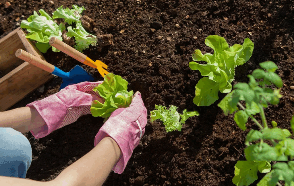 Торф - преимущества и недостатки этого органического удобрения