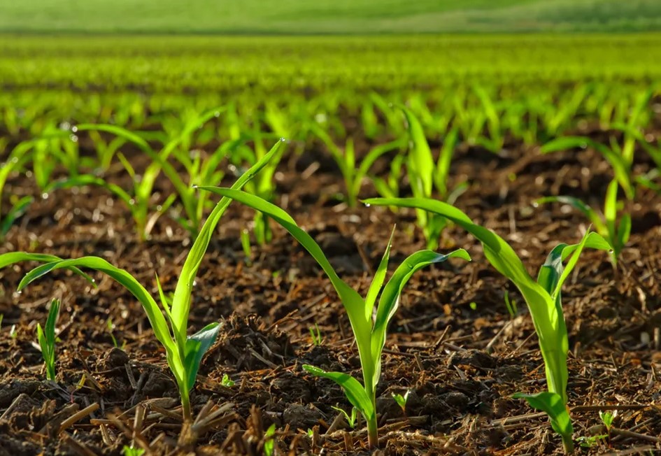 Травяной и лиственный компост - секреты правильного сочетания материалов.