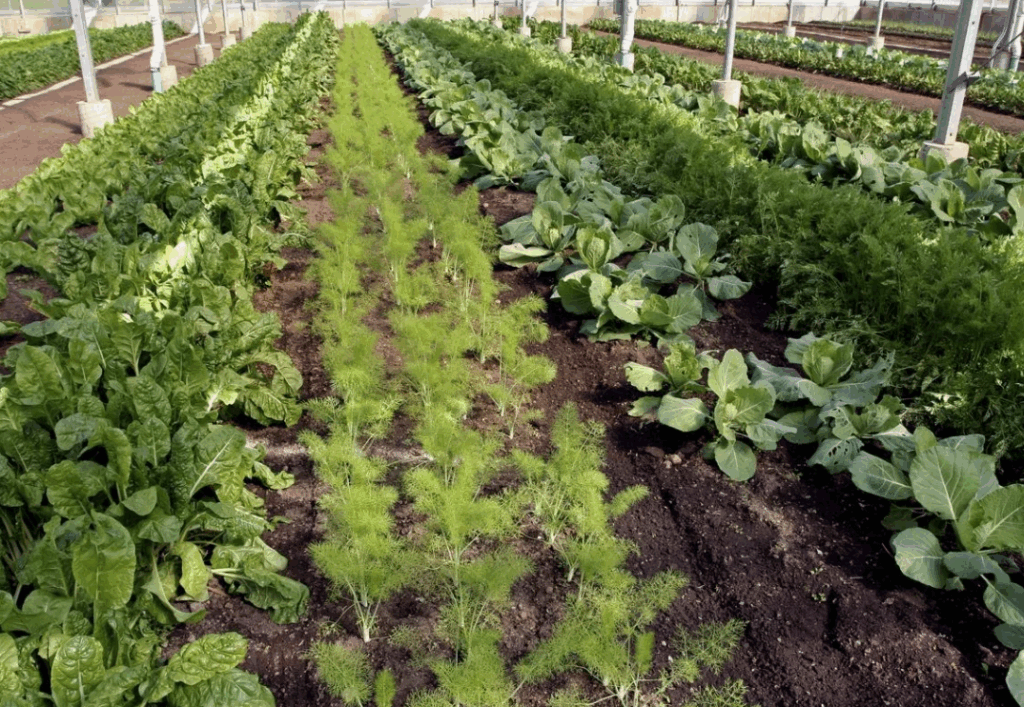 Внекорневое питание растений - преимущества и недостатки