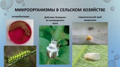 Ризобийные бактерии - секреты успешного применения