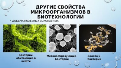 Ризобийные бактерии - секреты успешного применения