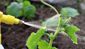 Доступные удобрения вносимые по листу