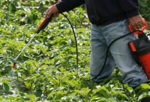 Эффективная внекорневая подкормка растений для здорового роста 1 Эффективная внекорневая подкормка растений для здорового роста